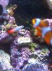 ImageUploadedByTapatalk1304644150.183179.jpg