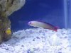 Purple_Firefish_Slime.jpg
