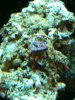 lunapic_130549436245896_2.jpg