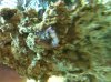 anemone close up.jpg