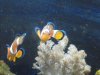 100_0751_small.jpg