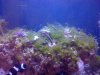 algae8.JPG