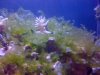 algae9.JPG