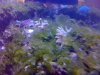 algae10.JPG
