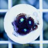 blueberry%20limeade%20zoas.jpg