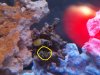 coral.jpg
