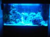 chiclid - blue.JPG