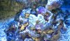 Blue Spruce Caulastrea.jpg