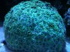 Ahard coral.jpg