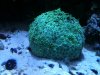 hard  coral.jpg