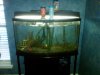 Fishtank.jpg