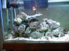 saltwater tankfinal2_3_9_1.jpg
