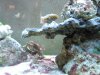 saltwater tankfinal1_2_9_1.jpg
