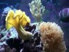 Both Yellow Leathers and Australian Hammer Coral.jpg