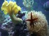 Red Srilanka Starfish looking funny the corals look great behind it.jpg