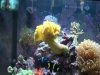 Yellow Leather Toadstool.jpg