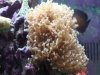 Australian Hammer Coral 1.jpg