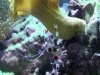 Blue Banded Coral Shrimp reaching up at the Yellow Toadstool.jpg
