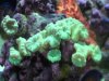 Candy Cane Corals.jpg