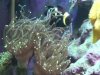 Clown in his home (Torch coral) 2.jpg