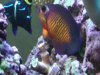 Coral Beauty 1.jpg