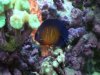 Coral Beauty Great Pic.jpg