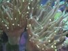 Electric Torch up close.jpg