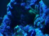 Emeral Crab at night not real great.jpg