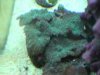 metalic green flourescent mushrooms.jpg
