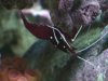 Red Fire Shrimp up close 1.jpg
