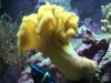 Yellow Leather Toadstool 3.jpg