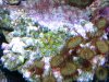 palyszoas.jpg