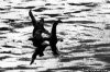 BigfootRidingNessie[1].jpg