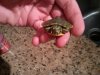 turtle.jpg