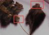 ss2.png