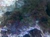live rock with critters.jpg