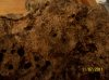real coral live rock 006.jpg