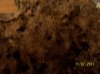 real coral live rock 005.jpg