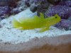 yellow_watchman_goby_full_small.jpg