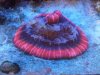 braincoralwhitet1.jpg