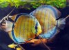 crop discus sm.jpg