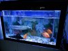 Linear-CRee-LED-Aquarium-Light-2.JPG