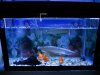 Linear-CREE-LED-Aquarium-Light-1.JPG