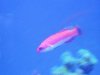 wrasse 002.JPG