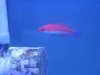 wrasse 013.JPG