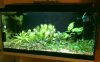 my tank.jpg
