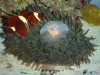 Sebae Anenome.jpg