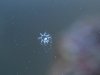 hydroid zoom.jpg