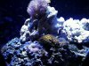 zoa, zenia.jpg