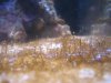 dinoflagellates.jpg